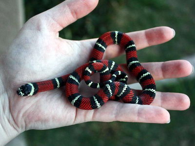 Молочна змія Кемпбелла