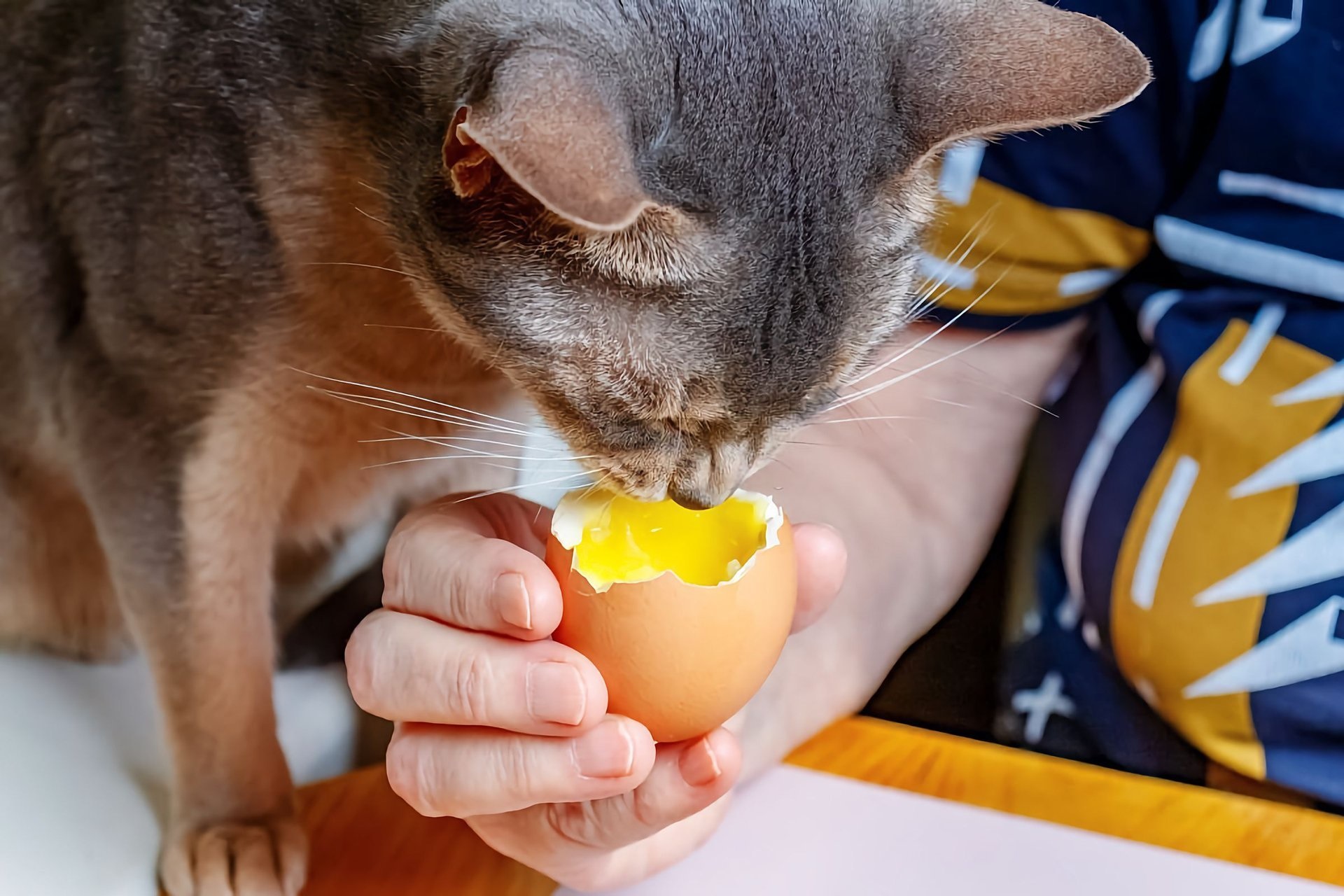Яйцо кошке можно вареное. Кот желток. Кот с яйцом куриным. Кошки любят желток.