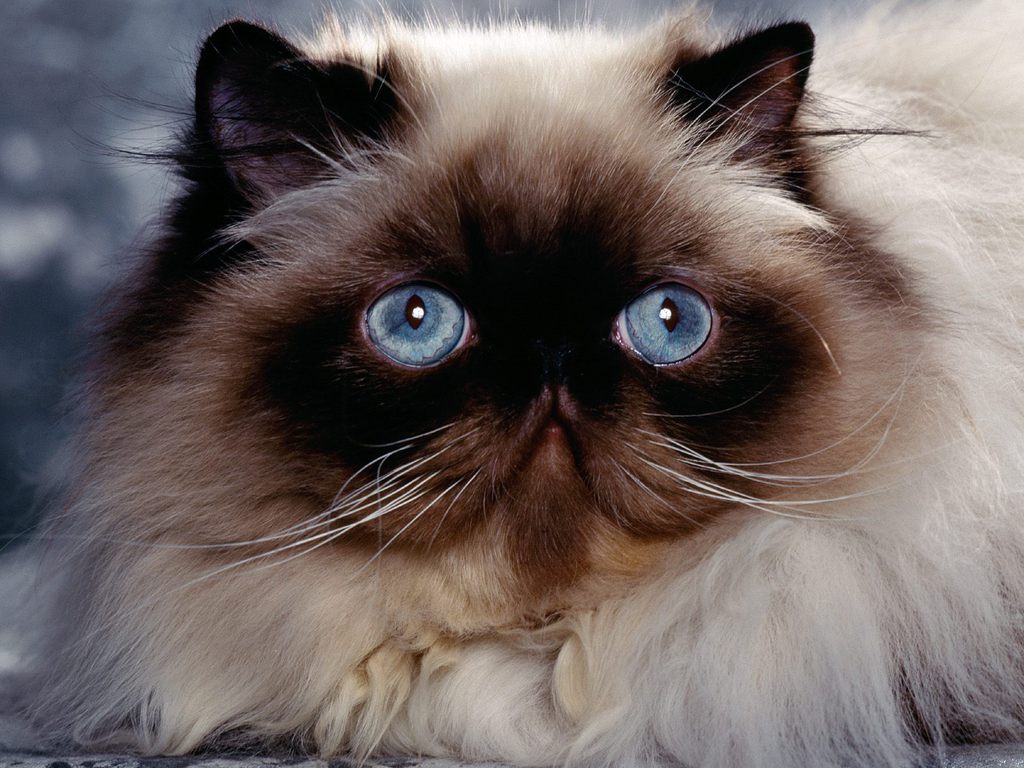 персидская гималайская кошка
