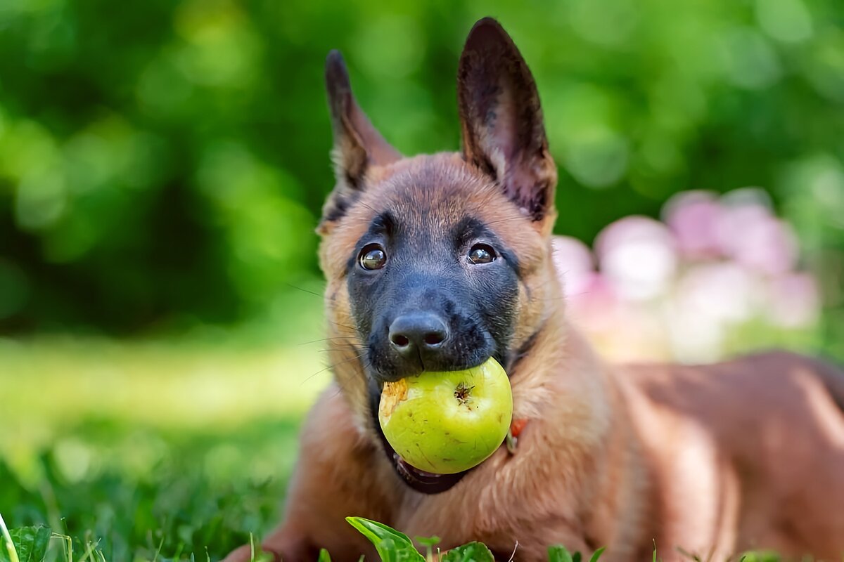 Можно ли давать собаке яблоки