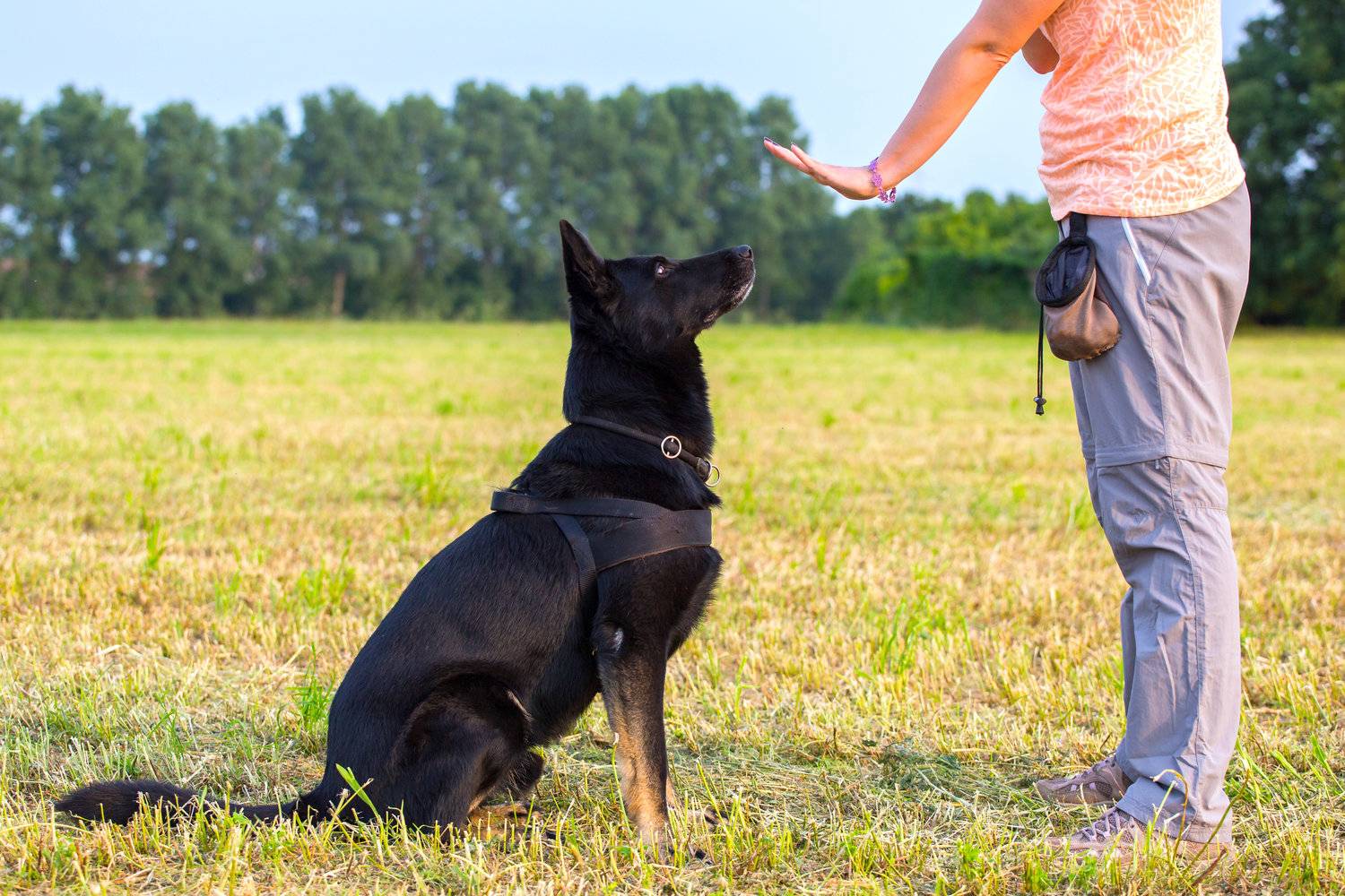 Дрессировка собак методом поощрений: эффективные техники и советы