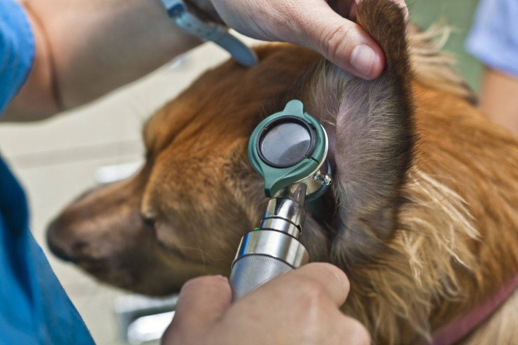 лікування вух у собак