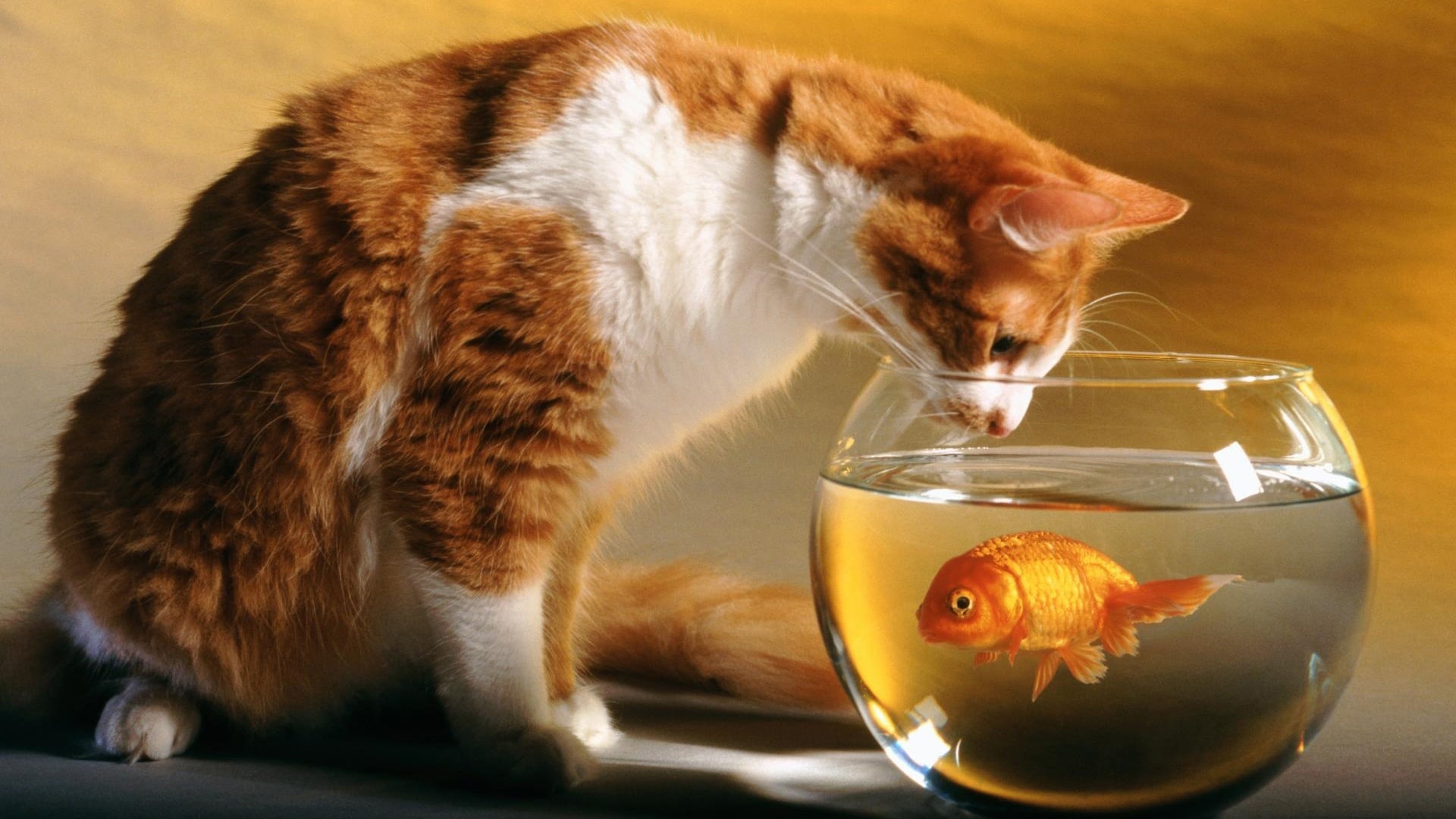 Можно ли кошке есть сырую рыбу