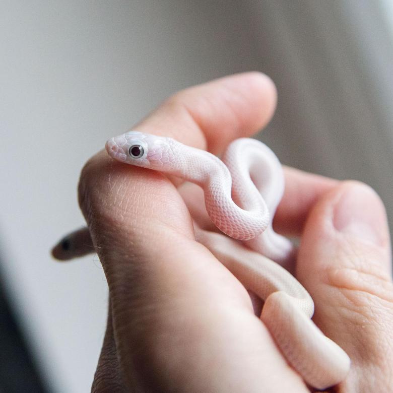 Белый техасский полоз