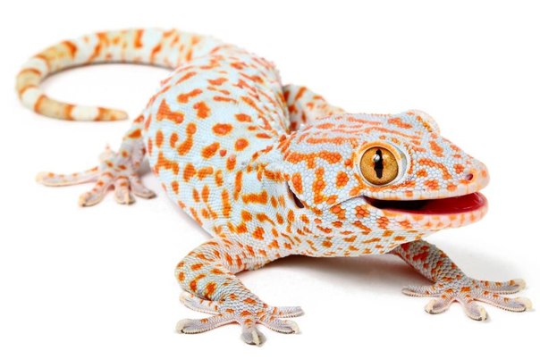 Обустройство террариума