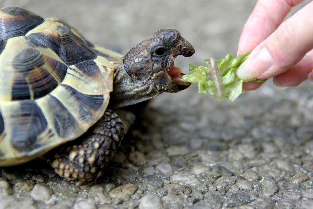 Рослинна їжа для черепахи: зелень, фрукти, овочі