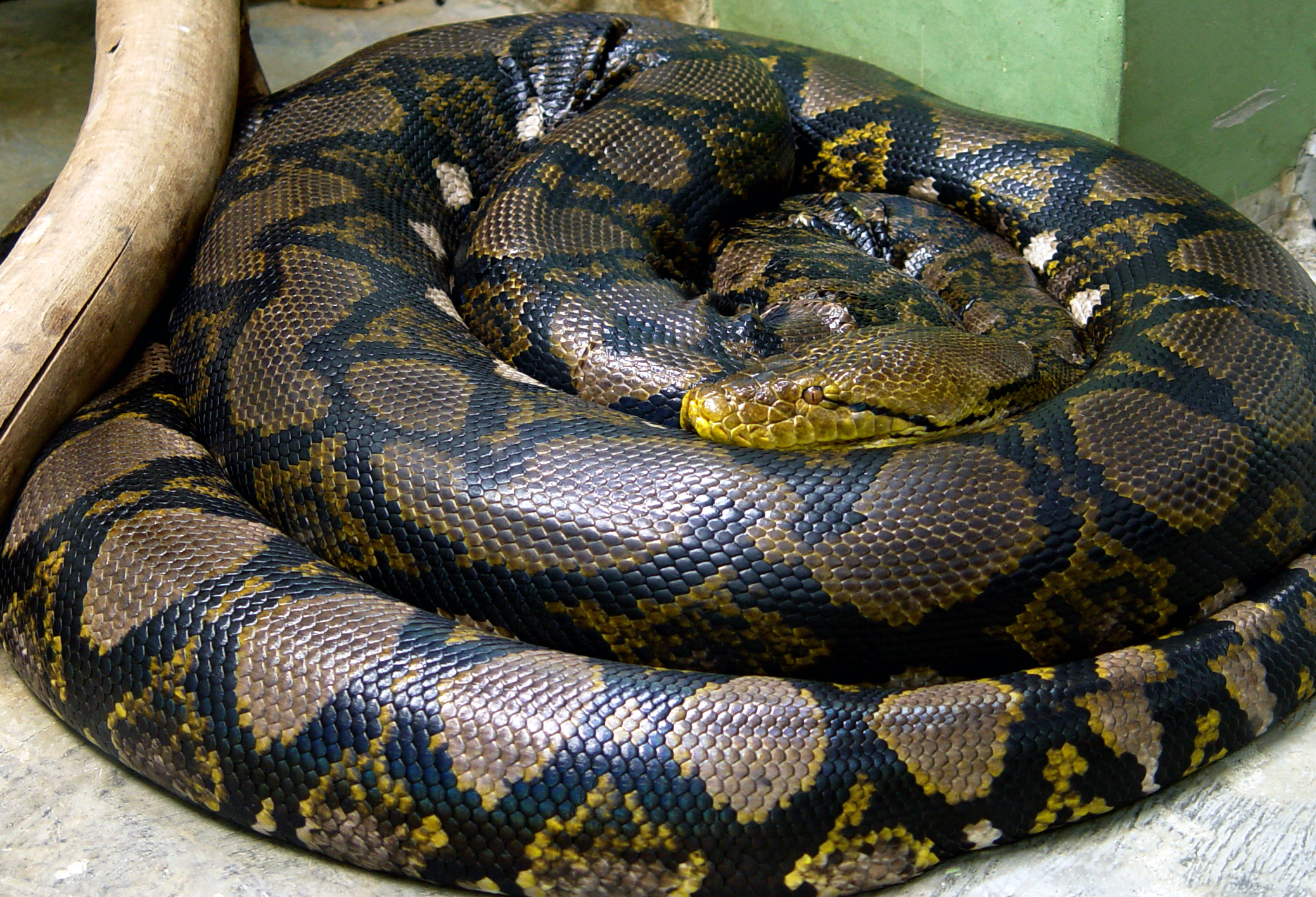 Сетчатый питон: размножение, питание Reticulated python – читайте на  Exomania