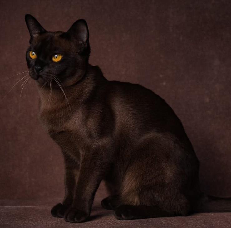 Бурманская кошка фото