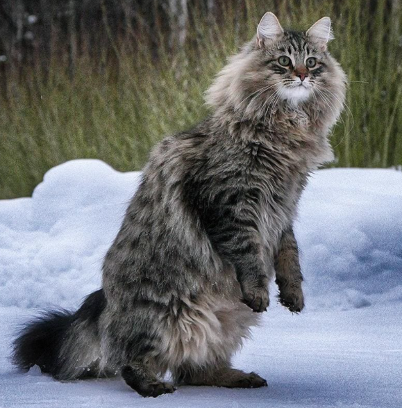 Норвежский лесной кот фото