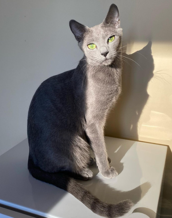 Русская голубая кошка фото