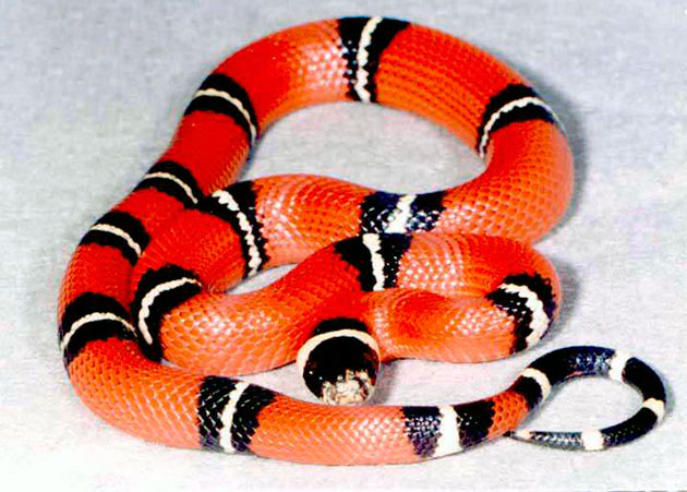 Синалойская королевская змея