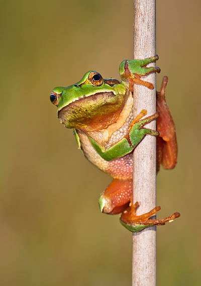Зеленоглазая древесная лягушка