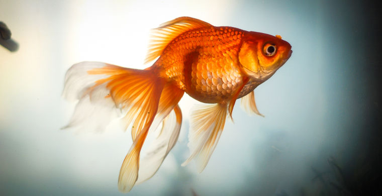 Интересные факты о золотой рыбке