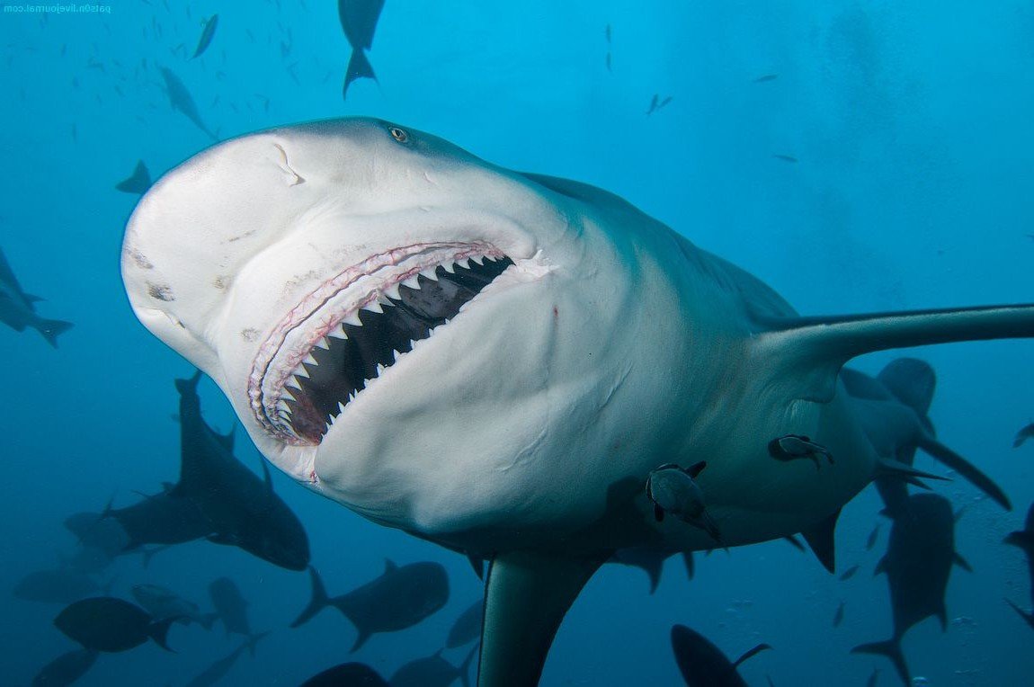 Самая опасная акула