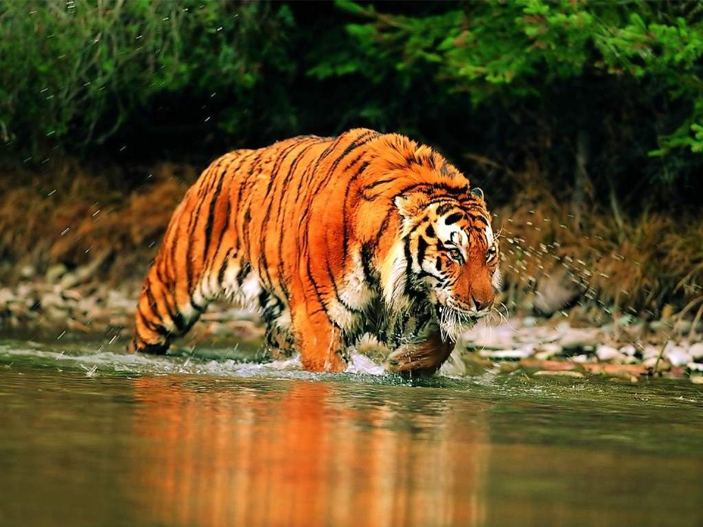 китайский тигр