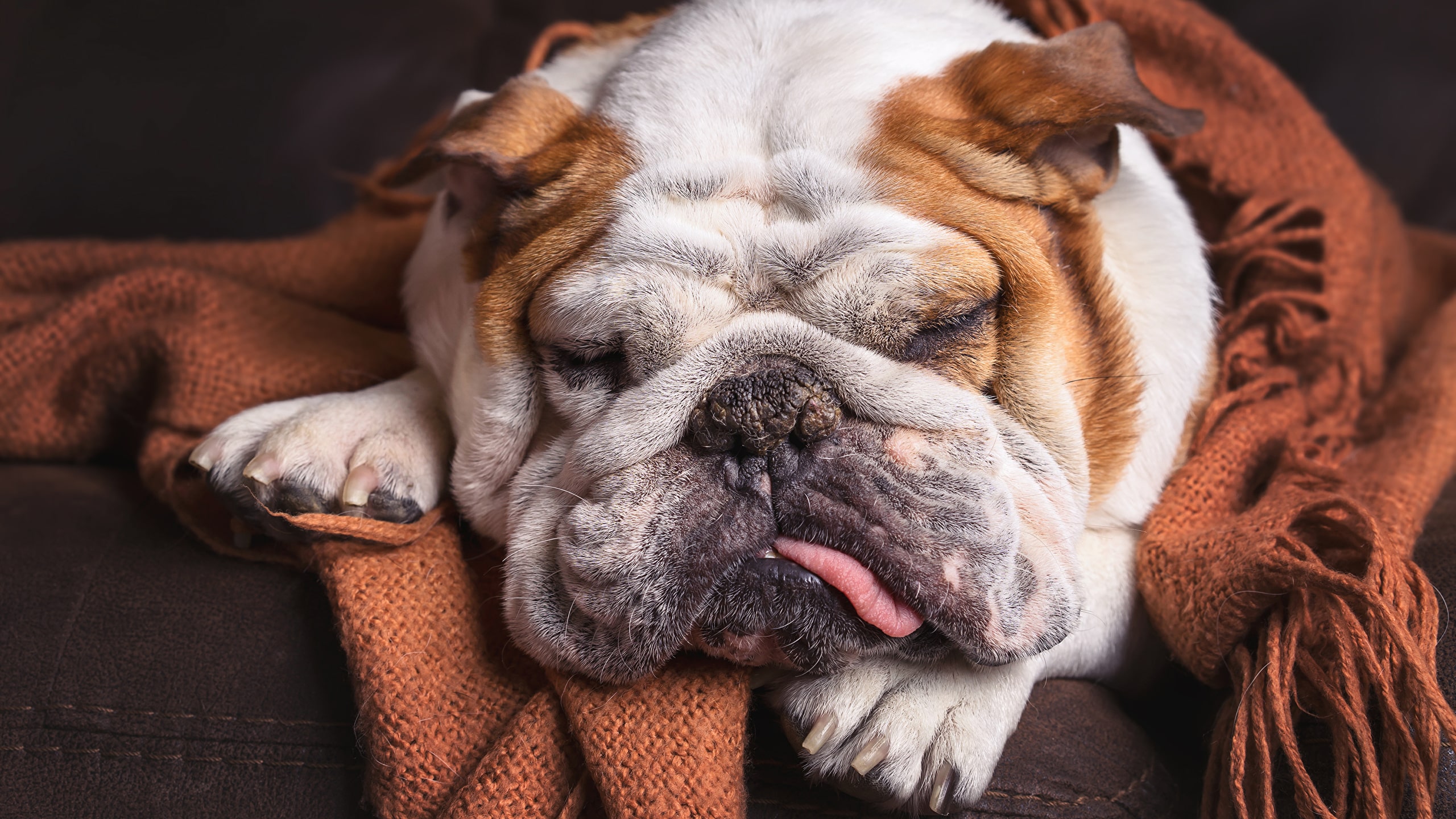 Почему собака спит с открытыми глазами: причины и объяснения