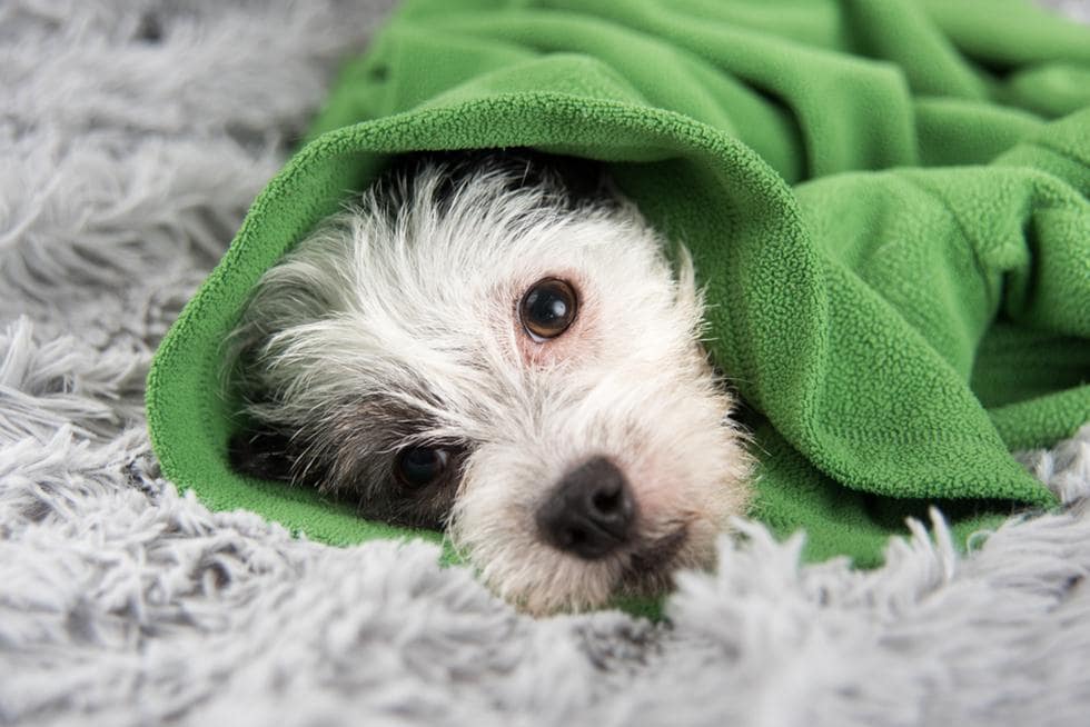 Как лечить насморк у собаки