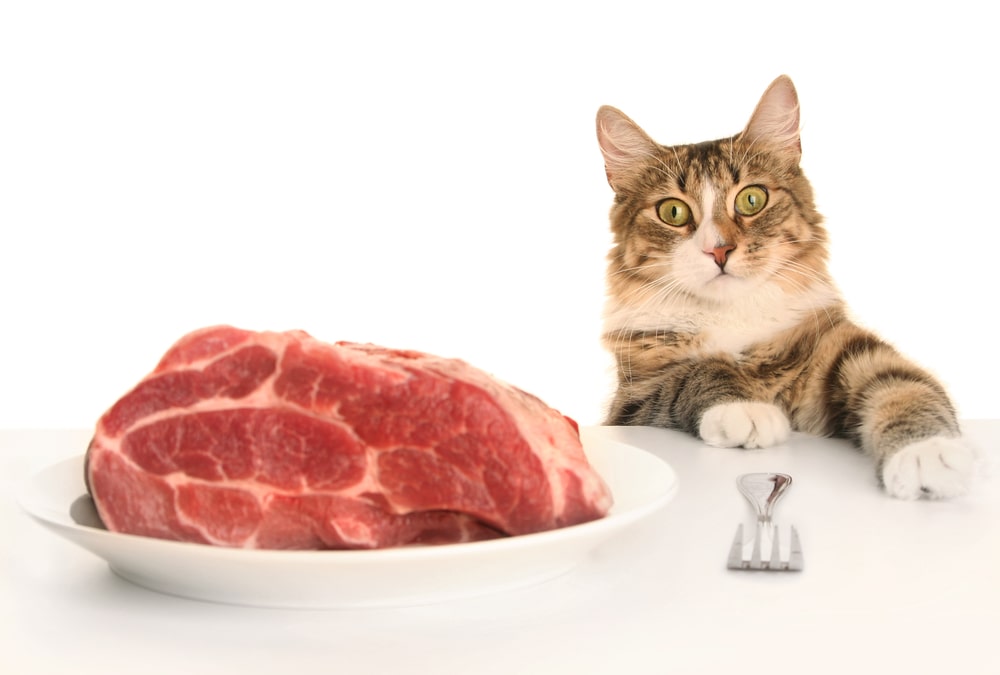 кошка ест мясо