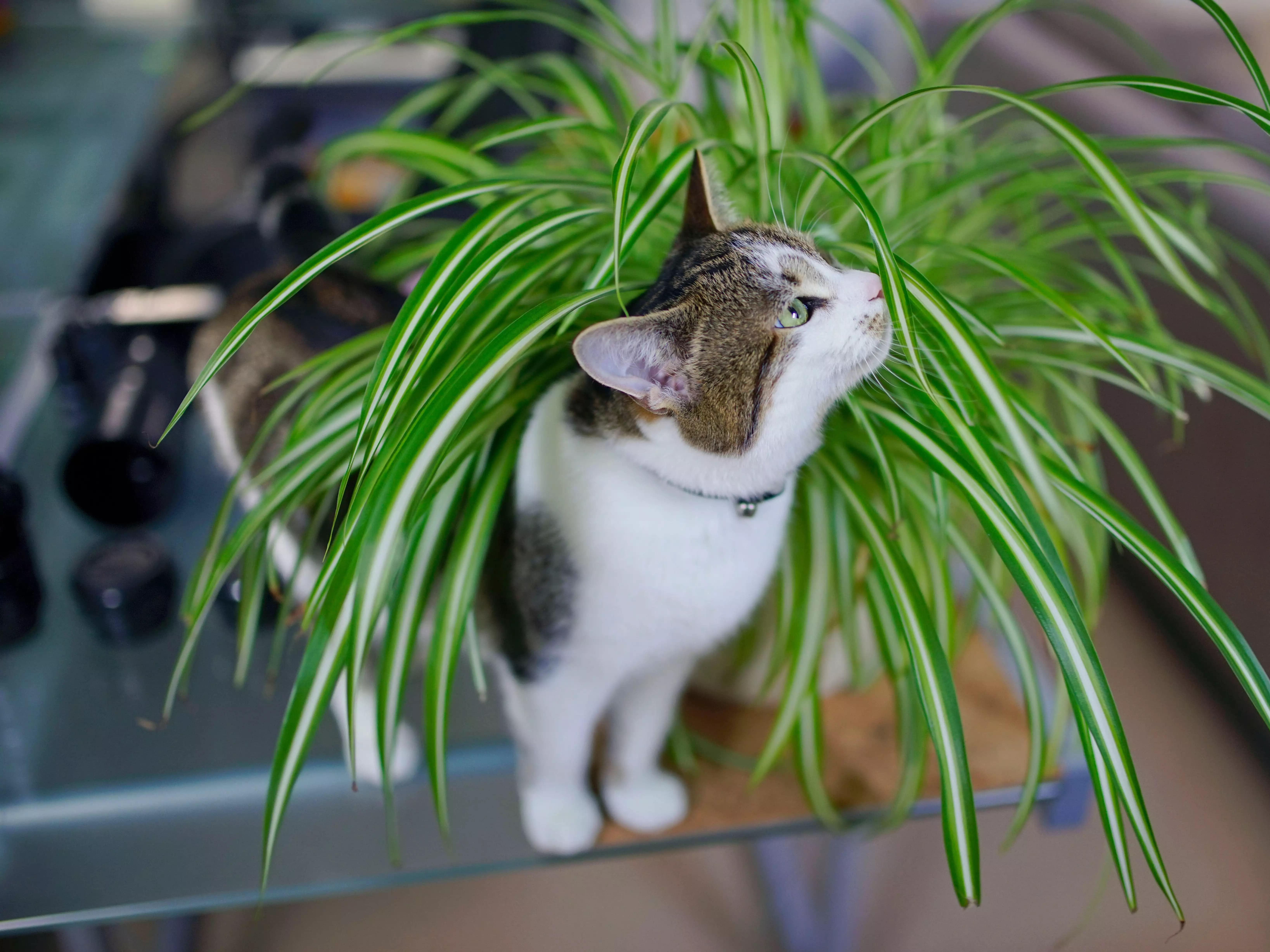 Небезпечні рослини для кішки