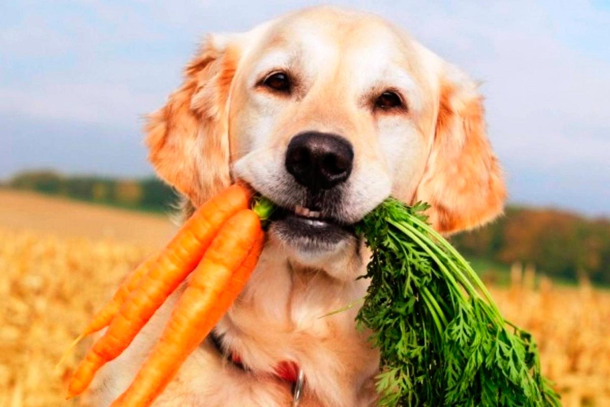 можно ли собаке морковь