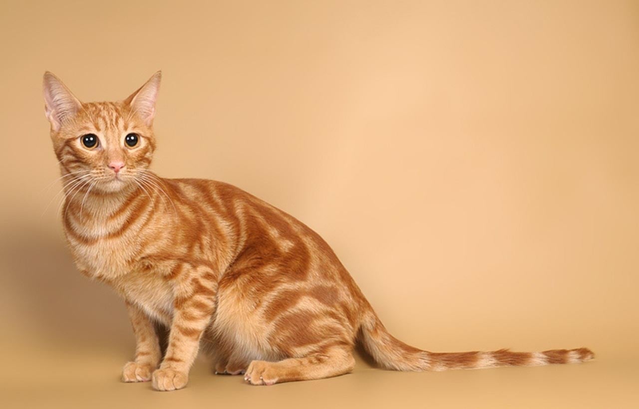 анатолийская кошка рыжая
