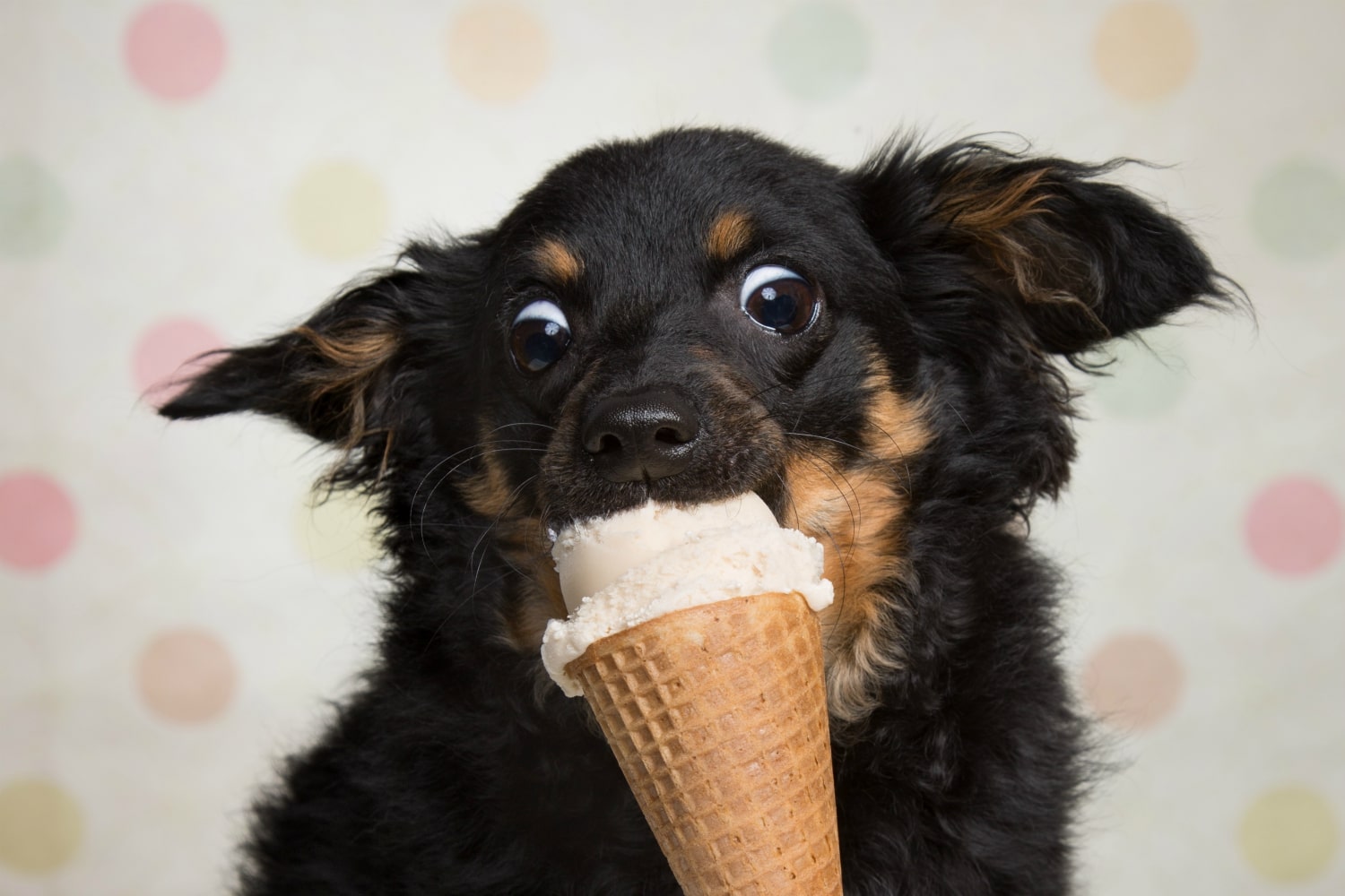  почему собакам нельзя мороженое