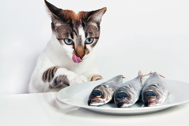 Якою рибою можна годувати кішку
