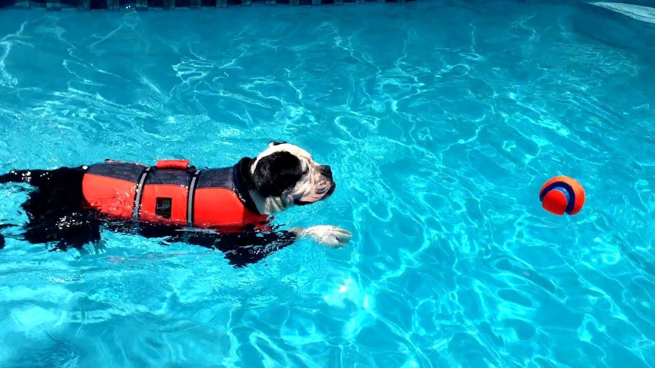 Dog swim. Плавание по собачьи. Стиль плавания по собачьи. Стиль собаки плавать. Лечебное плавание для собаки.