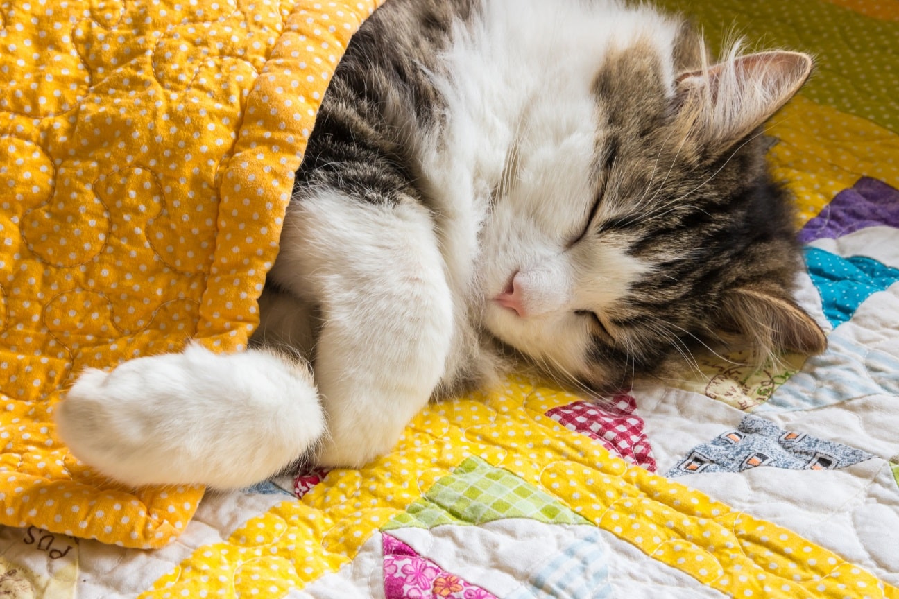 Почему кошки дрожат во сне: научное объяснение этого явления