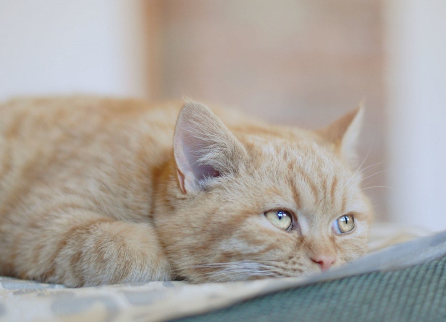 Глисты у кошек и котят: причины, симптомы и лечение