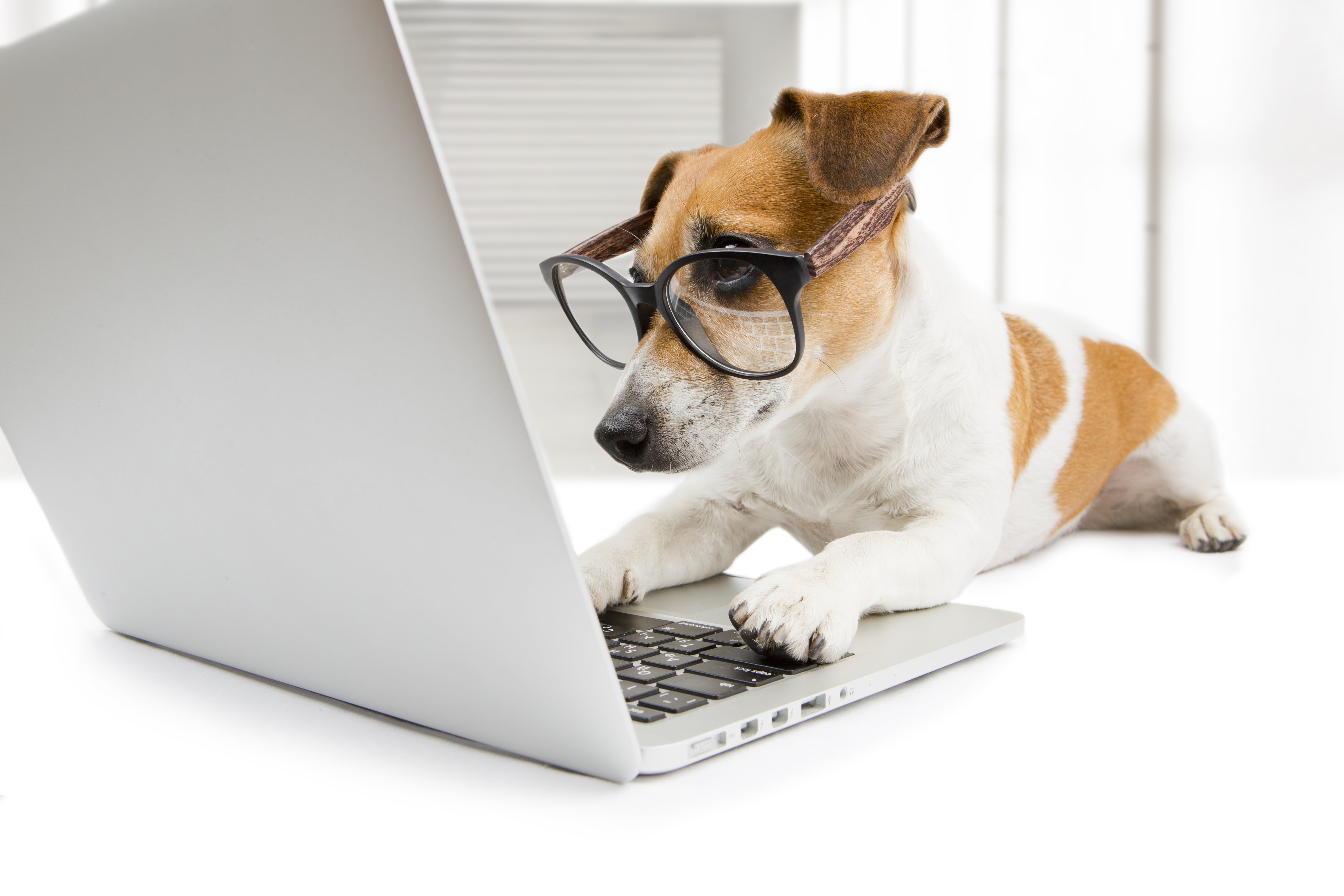 допомога до онлайн ветеринара