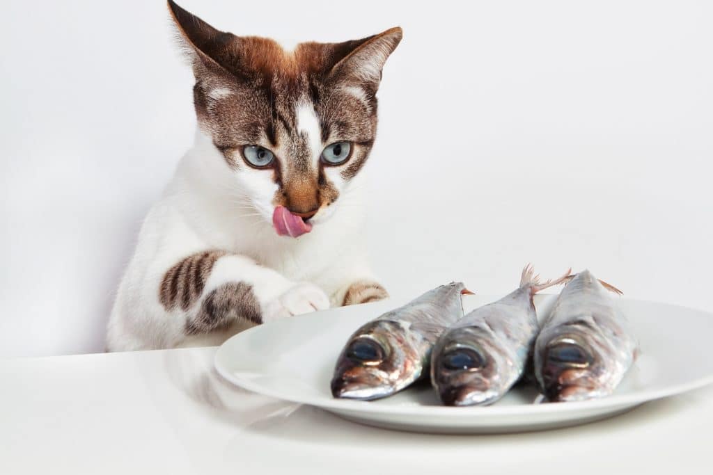 можно ли котам есть рыбу