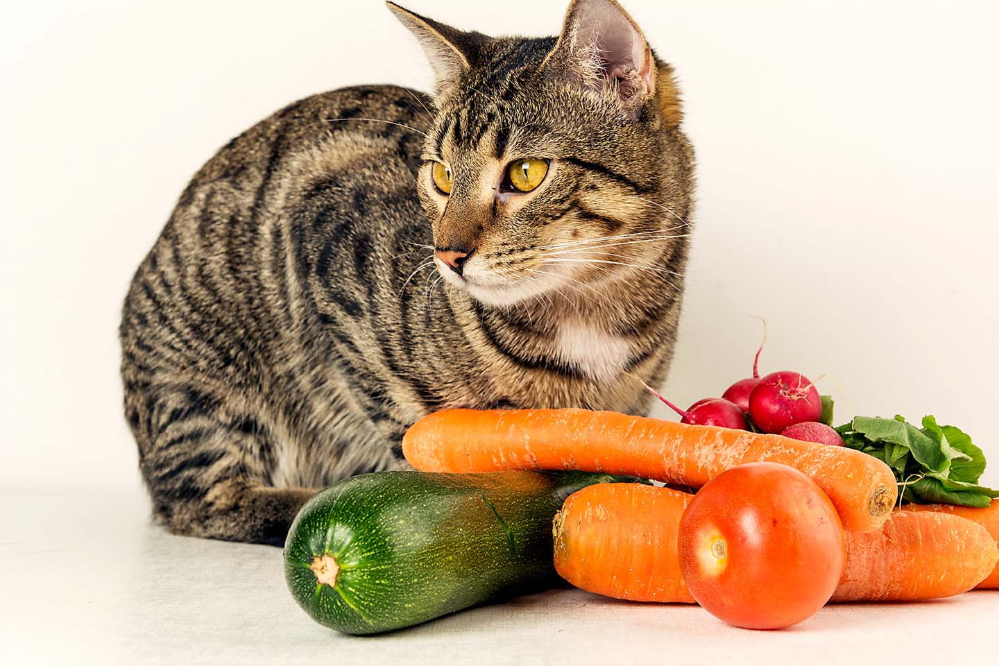 Можно кормить кота сырым мясом. Кошка и овощи. Кошка ест овощи и фрукты. Овощной котик. Кошка вегетарианец.