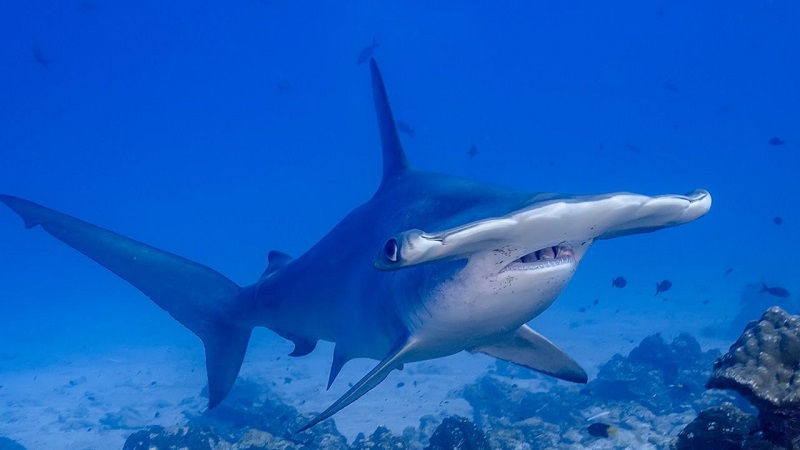 фото акулы молот