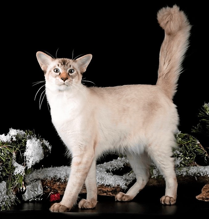 Баленезийская кошка фото