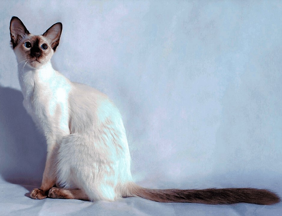 Балінезійська кішка фото