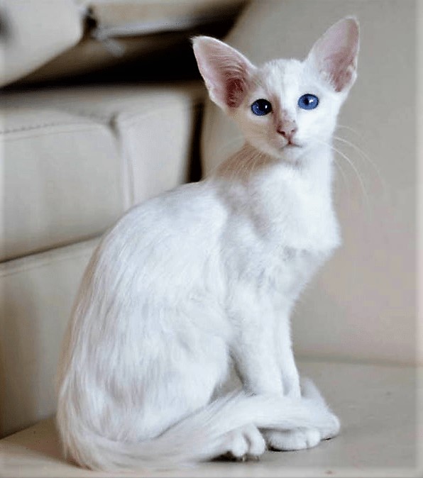 Котёнок балинезийской фото
