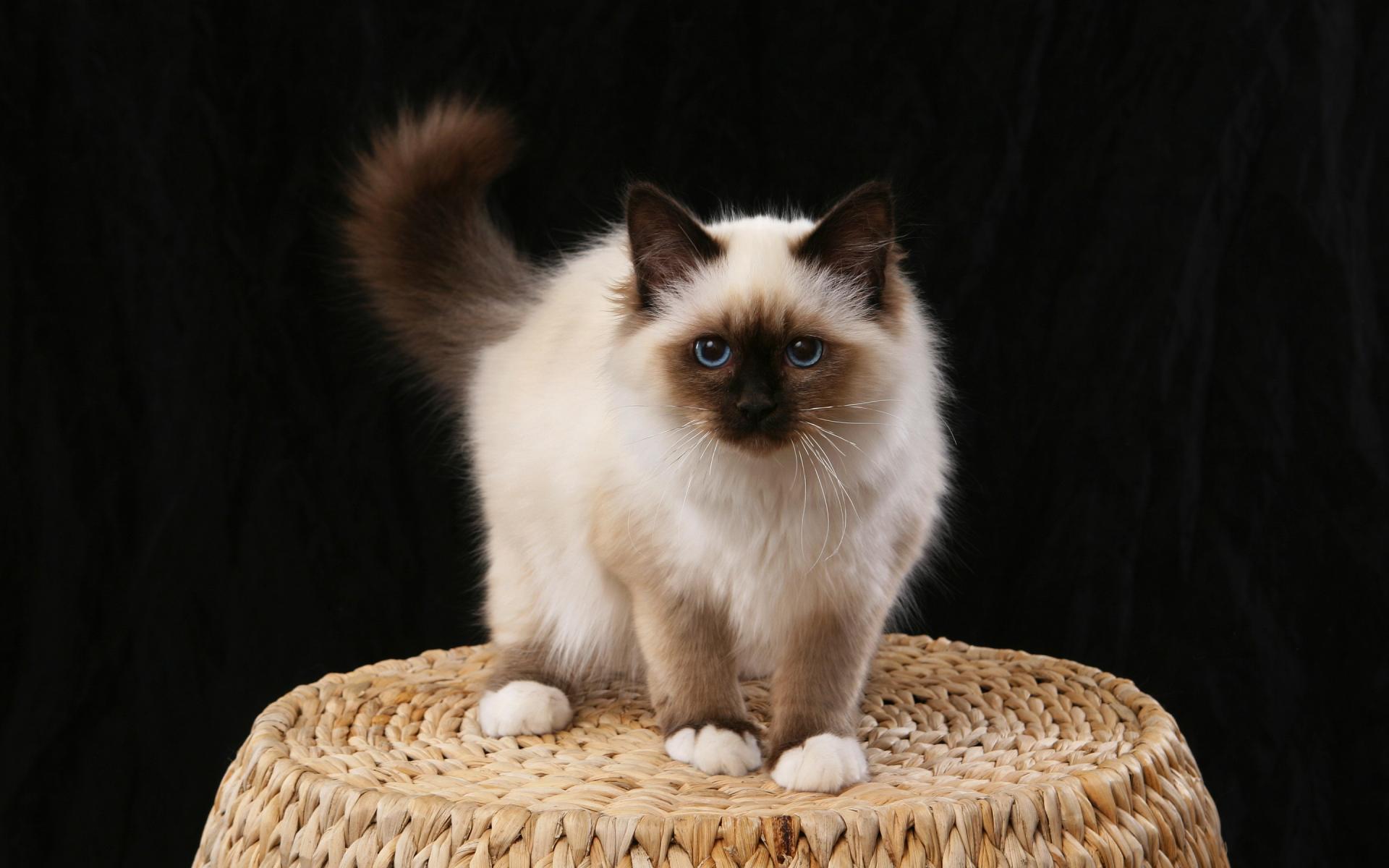 бирманская кошка котята