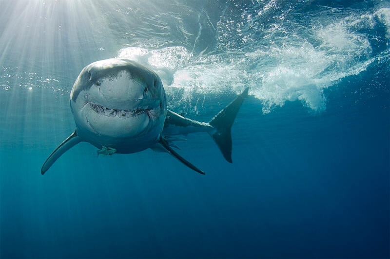 Животные которые опаснее акулы
