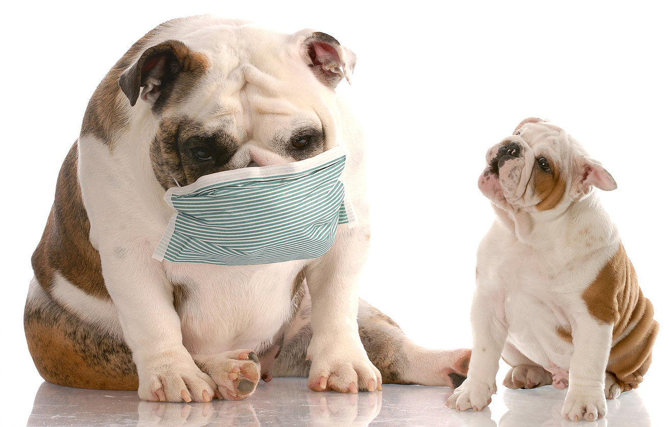 Мифы про аллергию у собак