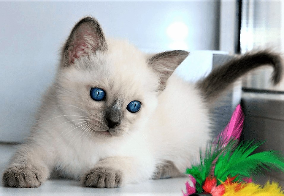 Кошеня тайської кішки фото