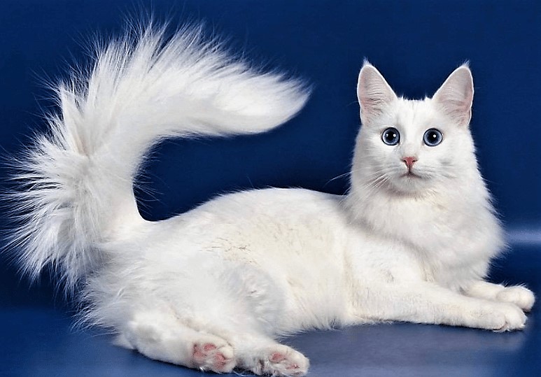 Ангорська кішка фото