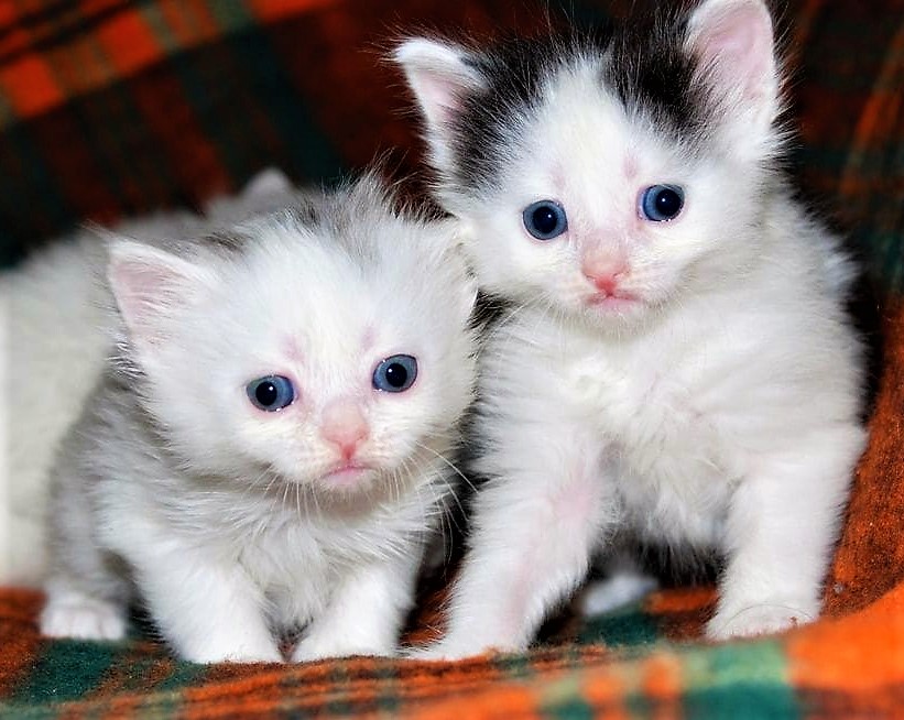Кошенята агорської кішки фото