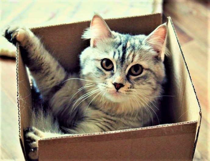 кошка в коробке фото