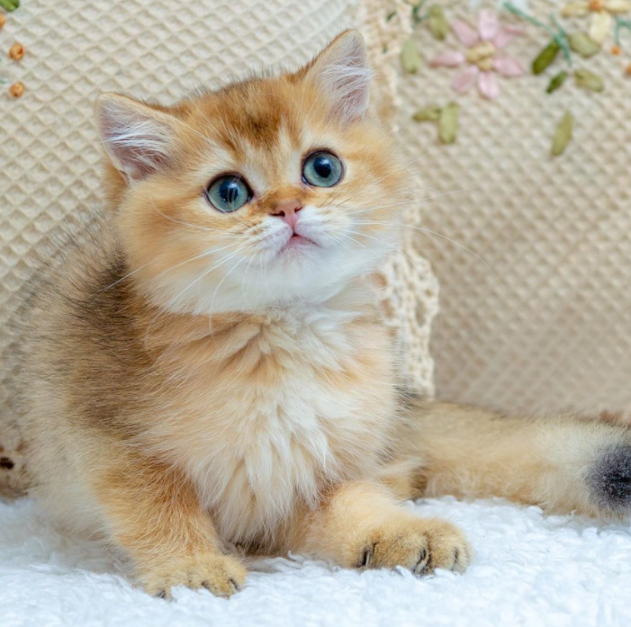 Британская короткошерстная кошка фото