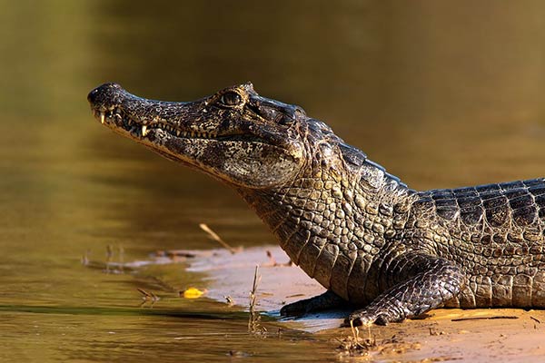 Каймановый крокодил